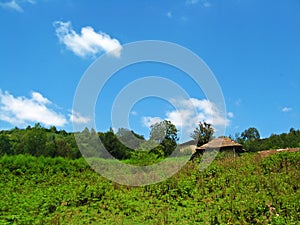 Green meadows of Caspian Hyrcanian forests , Iran