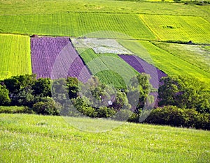 Green meadows and fields