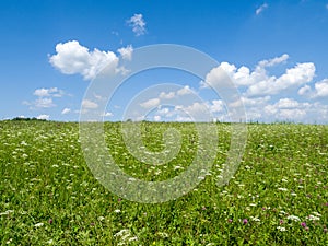 Green meadows and fields. White clouds in the blue sky