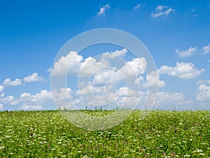 Green meadows and fields. White clouds in the blue sky