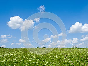 Green meadows and fields. White clouds in the blue sky