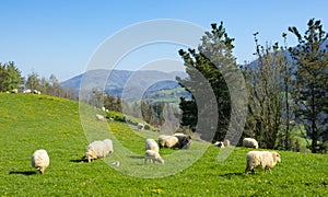 Green meadows with grazing sheep, Orendain in Euskadi