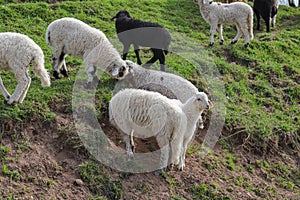 Green meadows , horses, cows, sheep