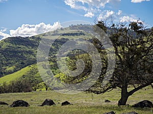 Green meadows on mountains with oak trees