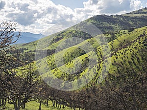 Green meadows on mountains with oak trees