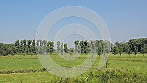 Green meadows with poplar trees on a sunny day with clear blue sky in the Flemish countryside