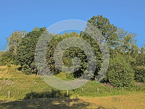 Green meadows with trees in the Luxembourg countryside