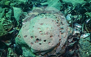 Green meiotic clay of the sea, in which bivalves live White piddock - Barnea candida photo