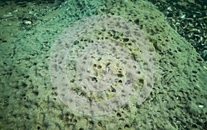Green meiotic clay of the sea, in which bivalves live White piddock - Barnea candida photo