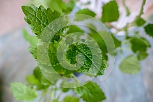 Green melisa plant leaf detail photo