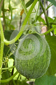 Green melon