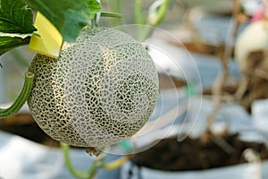 Green melon or cantaloupe growing with blur background close up