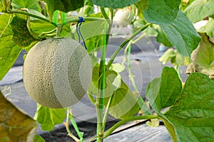 Green melon or cantaloupe plants growing in greenhouse garden