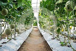 Green melon fruit or Japanese cantaloupe in farm background. Green cantaloupe melon growing in organic greenhouse agriculture