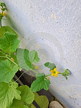 Green Melon plant with flower