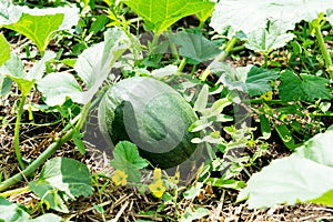 Green melon is ripenning in the vegetable garden