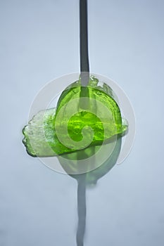 Green melting lollipop