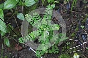 Green Meniran (Phyllanthus niruri) photo