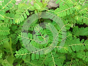 Green meniran Phyllanthus niruri plants grow fresh in the garden