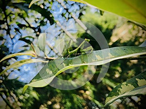 Green Mentis in natural background