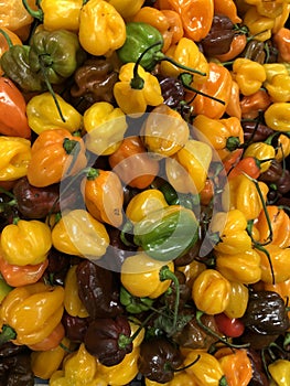 Green and Yellow peppers: market fruit and vegetables photo