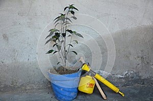 The green merjenta chilly plant seedlings in pot and guardning utensils growing food photo