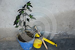 The green merjenta chilly plant seedlings in  pote and guardning utensils growing food photo