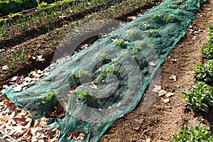 green mesh to protect crops in the vegetable garden. Anti-bird netting. Lettuce protected from birds