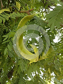 Green Mesquite Legumes