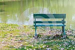 Green metal bench place on green lawn grass meadow field surrounded with dried pink flower fall from the trees in public park.