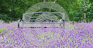 Green metal bench Surrounded by Lavender Blossoms