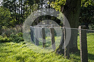 Green metal grille fence with tree and grass