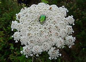 Green metallic beetle on a flower. photo