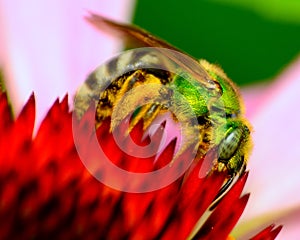 Green Metallic Bee