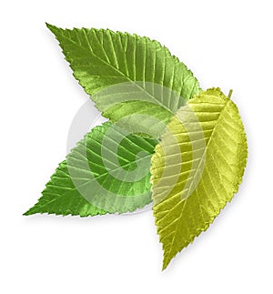 Green Metallic Elm Leaf