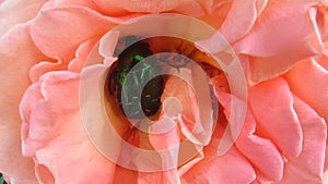 Green with metallic shine beetle Cetonia aurata or Rose chafer moves in the soft pink beautiful flower of the rose - 38s