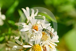 Green metallic sweat bee