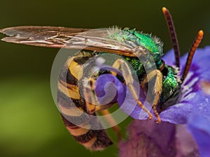 Green metallic sweat bee dives headfirst into purple flower for