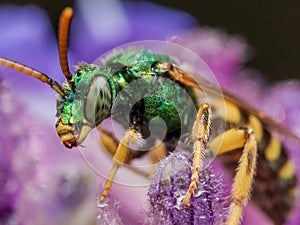 Green Metallic Sweat Bee on Purple flower