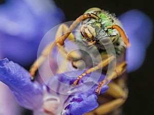 Green metallic sweat bee on purple flower tugs on antenna
