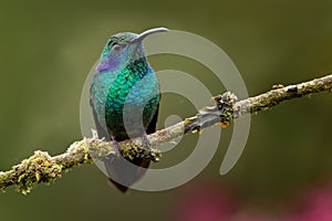 Green Mexican Violet-ear - Colibri thalassinus medium-sized, metallic green hummingbird species found in areas from Mexico to