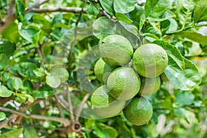 Green Meyer lemons