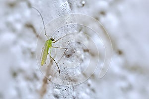 Green Midge Mosquito