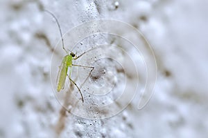 Green Midge Mosquito photo