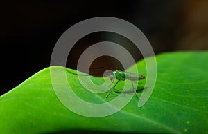 Green midge on a taro leaf, Tanytarsus