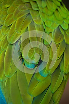 Green military macaw Ara militaris