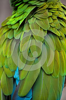 Green military macaw Ara militaris