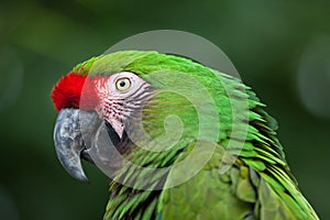 Green military macaw Ara militaris