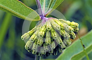 Green Milkweed   39173