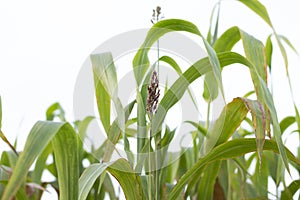 green millets crop looking in to the leaf